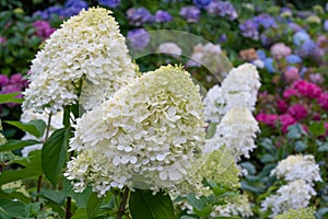 Hydrangea, Hydrangea paniculata