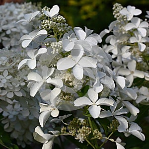 Hydrangea paniculata inflorescence in a square.