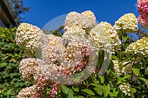 Hydrangea paniculata Limelight