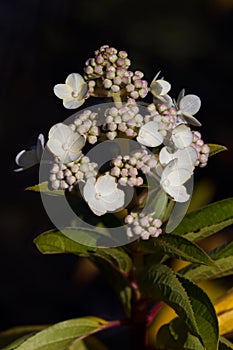 Hydrangea Paniculata Limelight