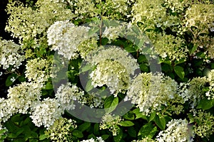 Hydrangea paniculata or limelight flower
