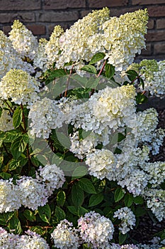 Hydrangea paniculata or limelight flower