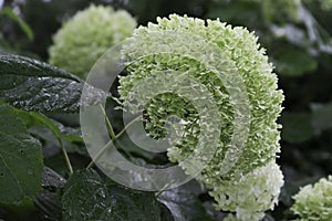 Hydrangea paniculata (Limelight) hortensia on a rainy day photo