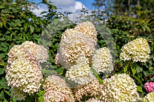 Hydrangea paniculata Limelight