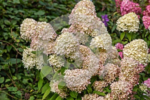 Hydrangea paniculata Vanille Fraise / Rehny photo