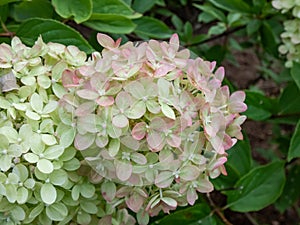 Hydrangea paniculata \'Little lime\' - compact, bushy shrub flowering with profusion of panicles, blossoms change color photo