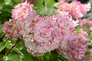 Hydrangea paniculata with pale pink flowers