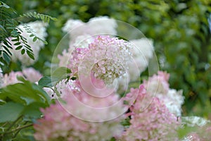 Hydrangea paniculata, panicled hydrangea