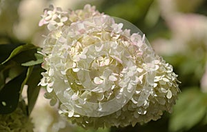 Hydrangea paniculata, panicled hydrangea