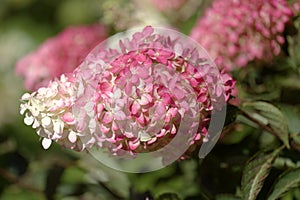 Hydrangea paniculata, panicled hydrangea