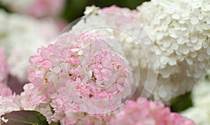 Hydrangea paniculata, panicled hydrangea, natural background
