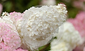 Hydrangea paniculata, panicled hydrangea, natural background