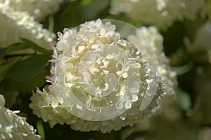 Hydrangea paniculata, panicled hydrangea