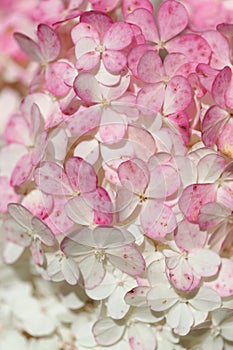 Hydrangea paniculata, panicled hydrangea