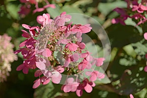 Hydrangea paniculata, panicled hydrangea