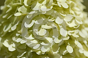 Hydrangea paniculata, panicled hydrangea