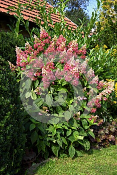 Hydrangea paniculata, the panicled hydrangea, is a species of flowering plant.