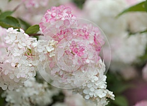 Hydrangea paniculata, panicled hydrangea, natural background