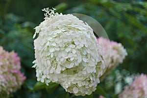 Hydrangea paniculata, panicled hydrangea