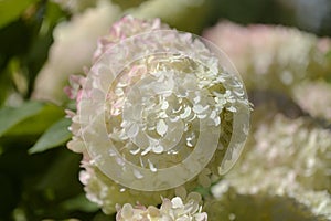 Hydrangea paniculata, panicled hydrangea