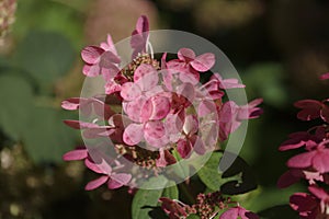 Hydrangea paniculata, panicled hydrangea
