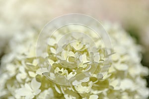 Hydrangea paniculata, panicled hydrangea