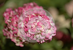Hydrangea paniculata, panicled hydrangea