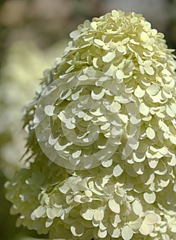 Hydrangea paniculata, panicled hydrangea