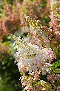 Hydrangea paniculata Pinky Winky