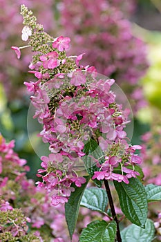 Hydrangea paniculata Pinky Winky