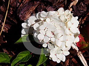 Hydrangea paniculata `Renhy` `Vanille Fraise` - panicle hydrangea