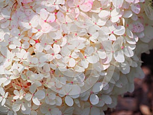 Hydrangea paniculata `Renhy` `Vanille Fraise` - panicle hydrangea