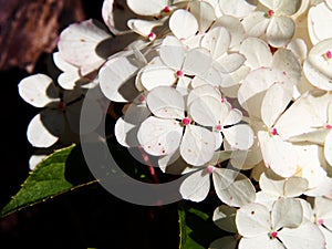 Hydrangea paniculata `Renhy` `Vanille Fraise` - panicle hydrangea