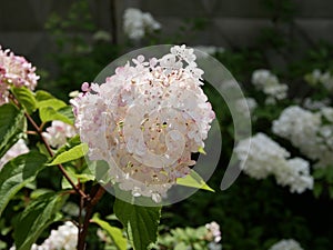 Hydrangea paniculata Siebold `Pink Diamond`. Pink hydrangea flowers in the garden on a Sunny summer day.