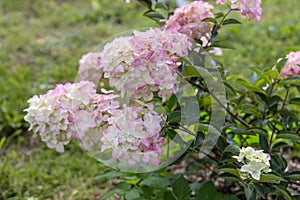 Hydrangea paniculata sort Fraise Melba hydrangea with pink flowers blooms in the garden in summer