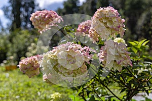 Hydrangea paniculata sort Fraise Melba hydrangea with pink flowers blooms in the garden in summer