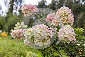 Hydrangea paniculata sort Fraise Melba hydrangea with pink flowers blooms in the garden in summer