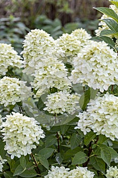 Hydrangea paniculata sort Limelight: hydrangea with green flowers blooms in the garden in summer