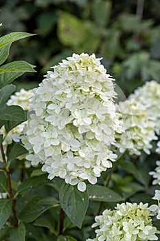 Hydrangea paniculata sort Limelight: hydrangea with green flowers blooms in the garden in summer