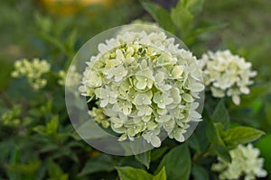 Hydrangea paniculata sort Limelight: hydrangea with green flowers blooms in the garden in summer