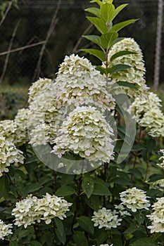 Hydrangea paniculata sort Magical Candle hydrangea with white flowers blooms in the garden in summer