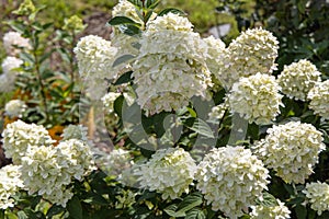 Hydrangea paniculata sort Magical Candle hydrangea with white flowers blooms in the garden in summer