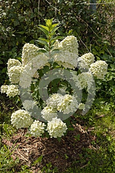 Hydrangea paniculata sort Magical Candle hydrangea with white flowers blooms in the garden in summer