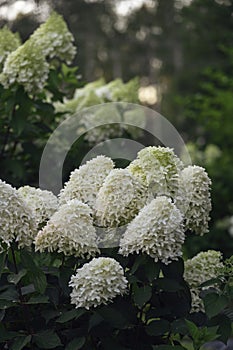 Hydrangea paniculata in summer cottage garden.