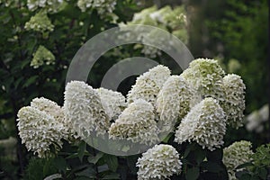 Hydrangea paniculata in summer cottage garden. Group of white blooming hydrangeas, \