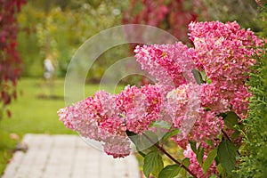 Hydrangea paniculata vanilla FRAS/ Rennie.Hydrangea paniculata ` Vanille Fraise ` autumn garden decoration photo
