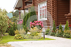 Hydrangea paniculata vanilla Frase/ Rennie.Hydrangea paniculata `Vanille Fraise` on the background of a country house