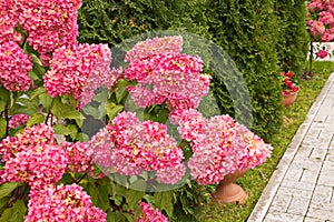 Hydrangea paniculata vanilla Frase/ Rennie.Hydrangea paniculata `Vanille Fraise` close-up