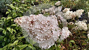 Hydrangea paniculata `Vanille Fraise` photo