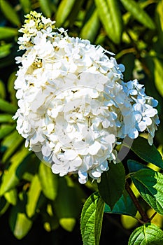 Hydrangea Paniculata (Vanille Fraise) photo